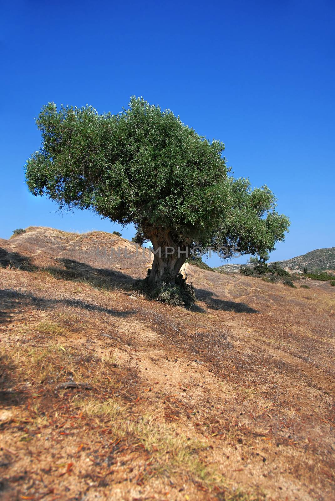 Olive tree by simply