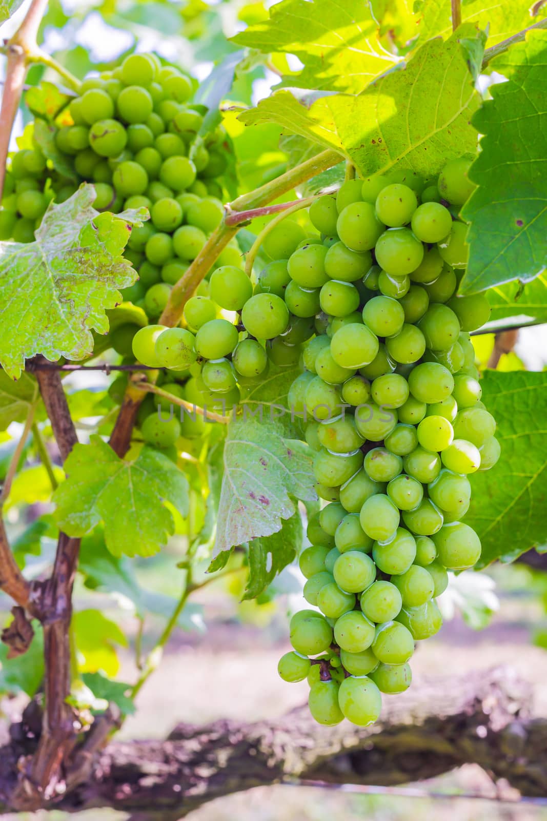 bunch of grapes on with green leaves