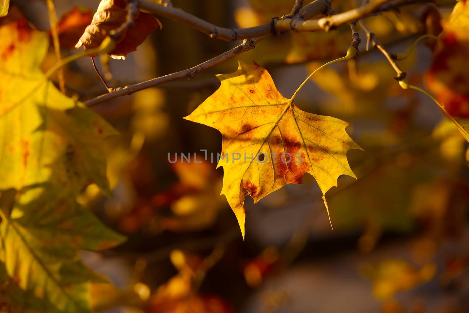 Yellow leaves on an autumnal tree