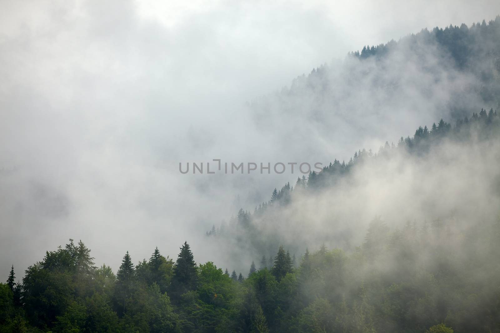 Foggy forest by Gudella