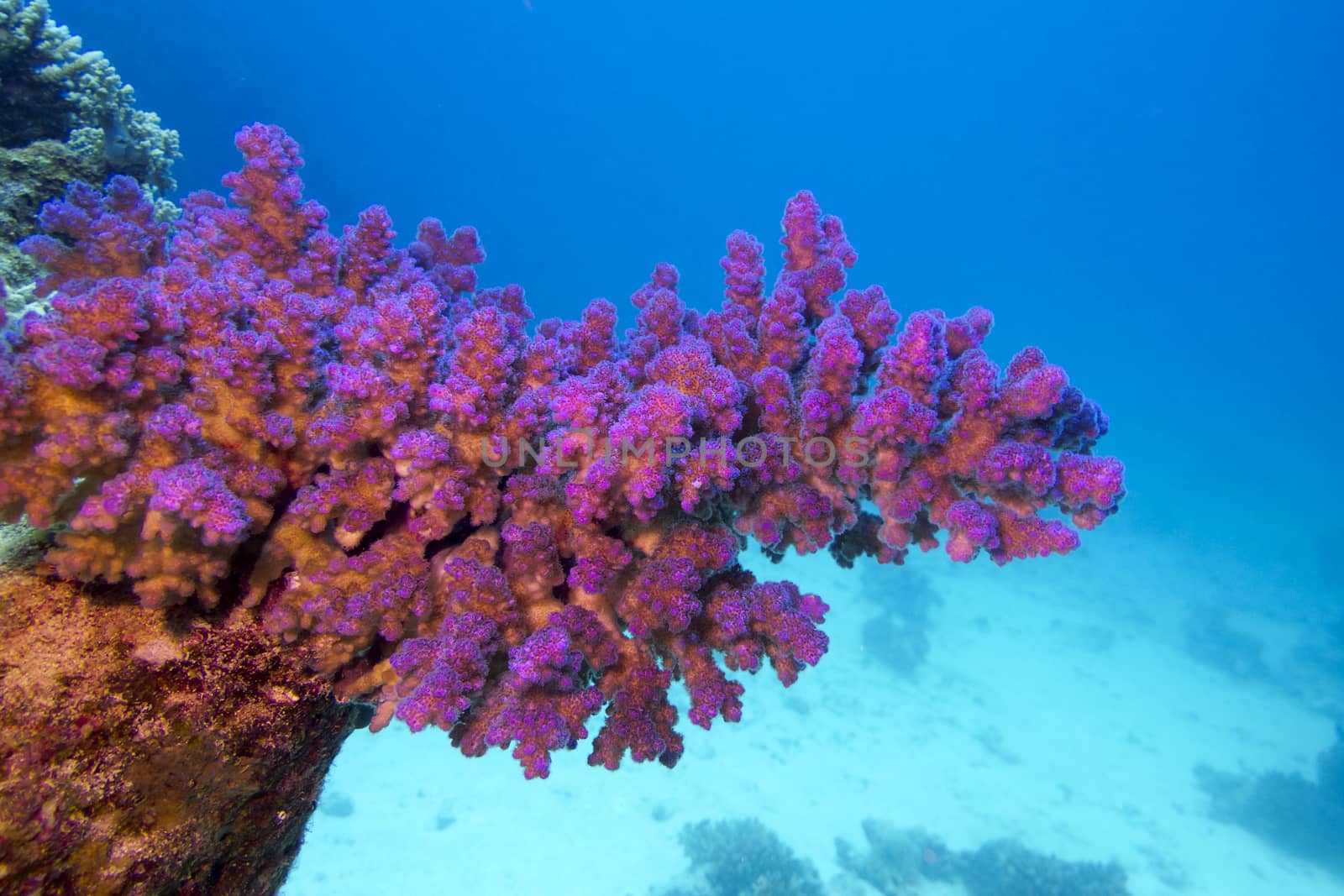 coral reef with pink pocillopora coral at the bottom of tropical sea by mychadre77