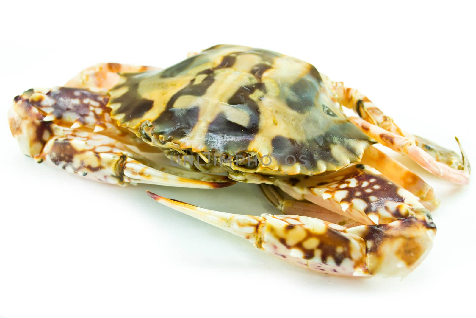 Crab isolated on white background