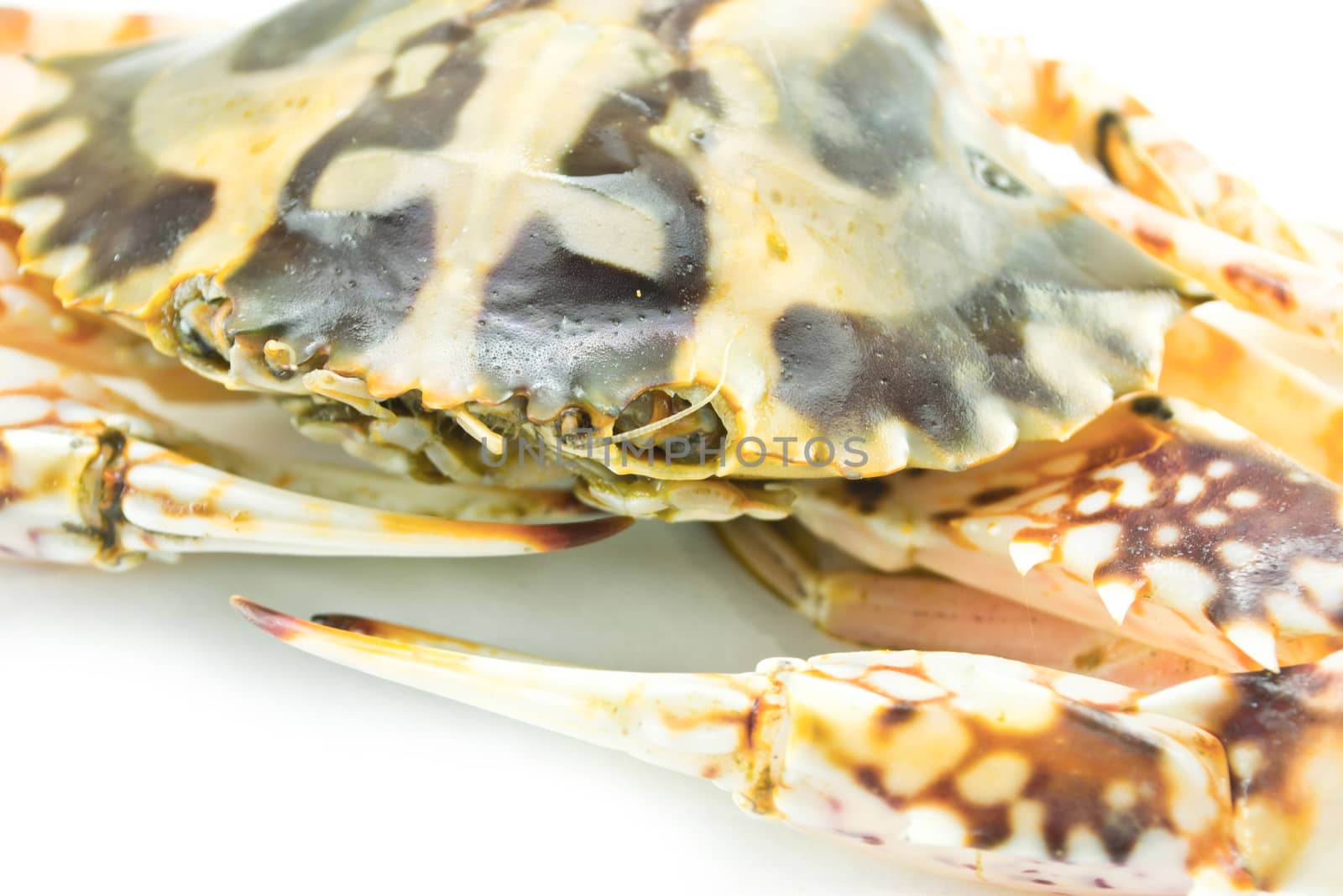 Crab isolated on white background