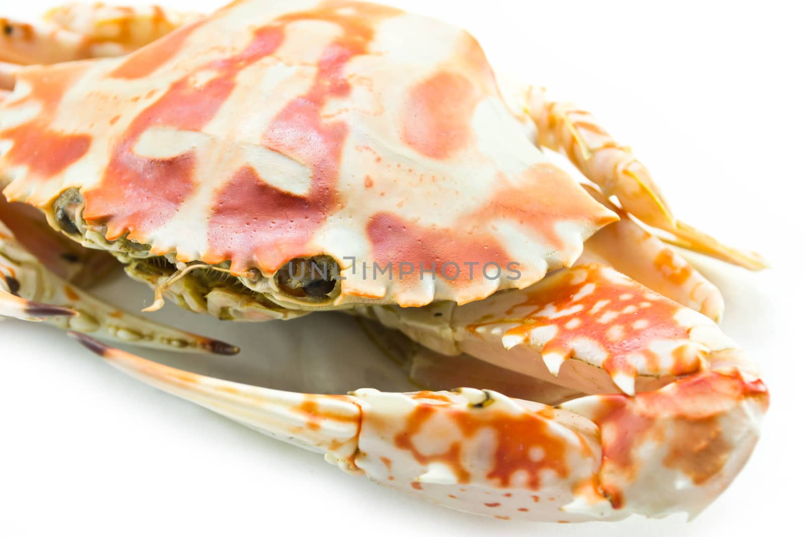 Crab isolated on white background