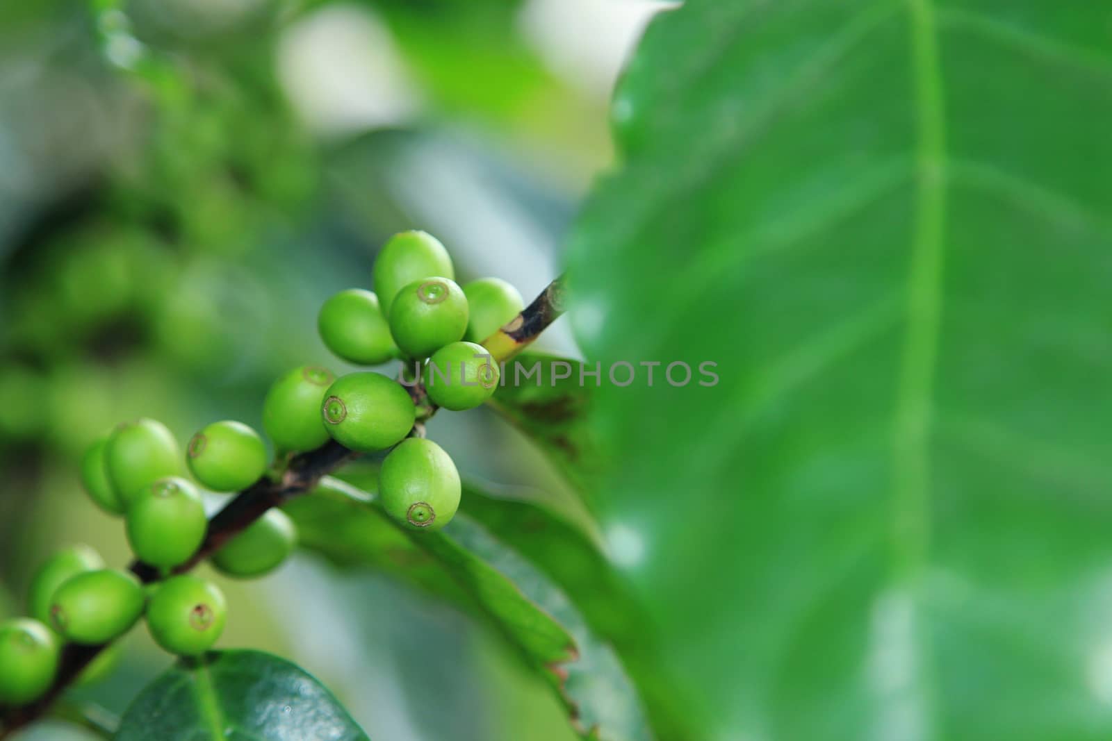 Coffee beans on plant by foto76