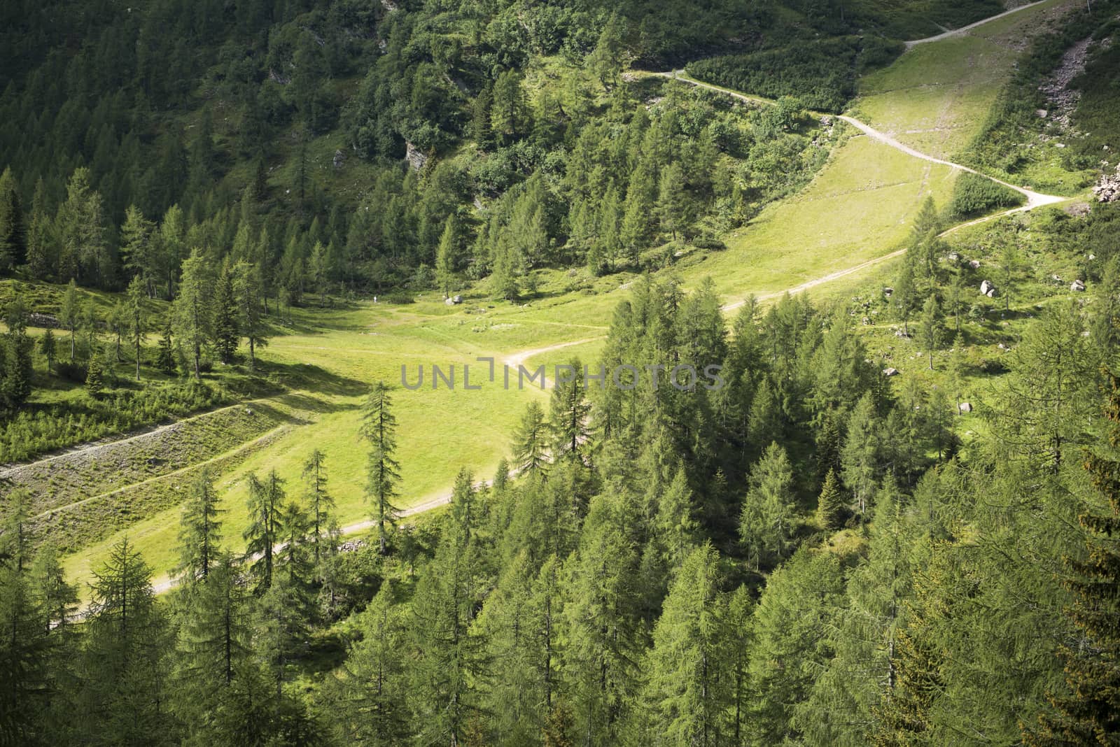 mountain trail through meadows and woods, Dolomites