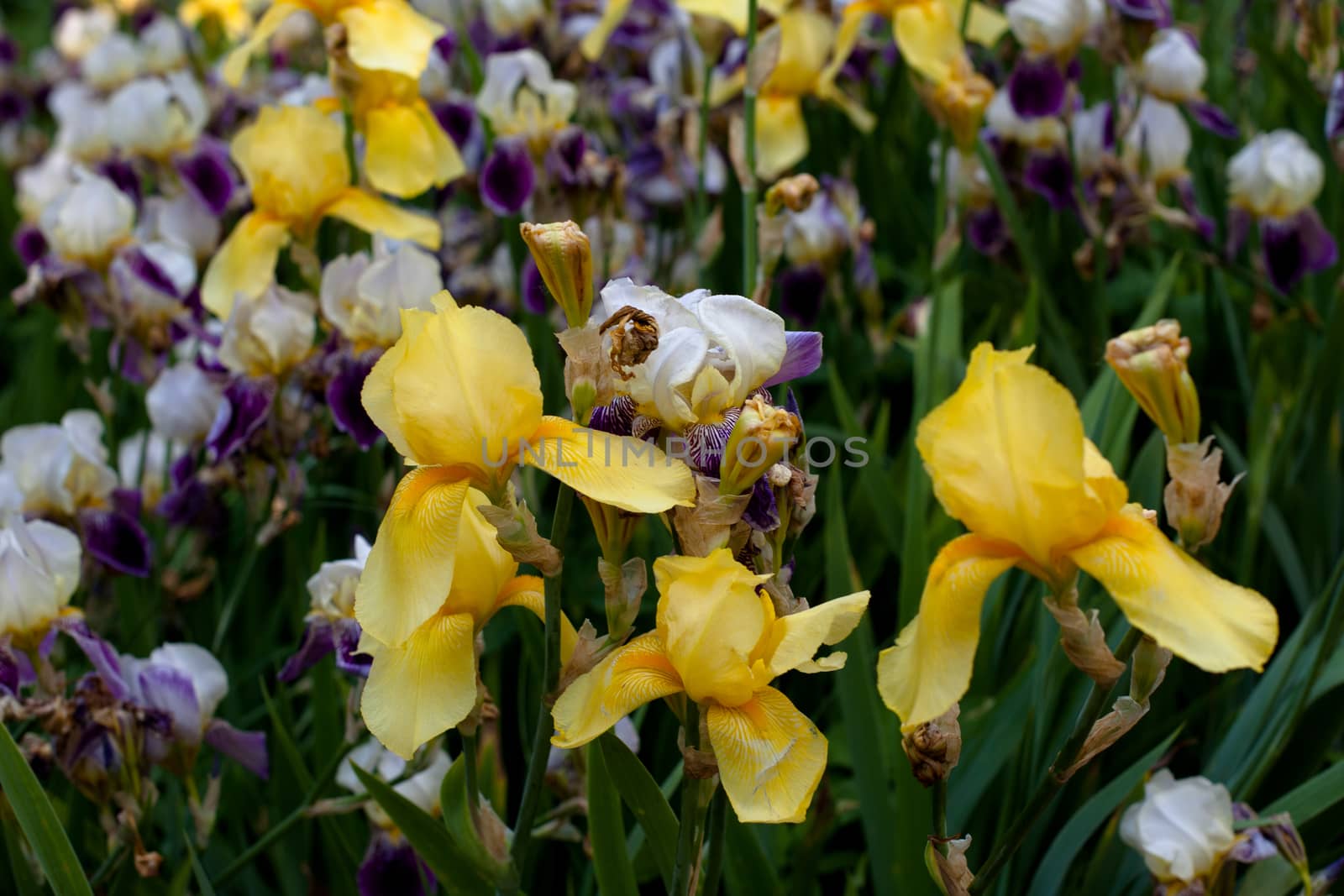 Yellow, white and purple irises in the garden
