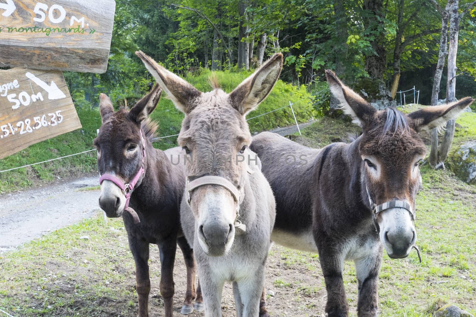 BIONNASSAY, FRANCE - AUGUST 24: Mules for hire in the village of Bionnassay. Apart from mounting, the mules are used to carry backpacks for Tour du Mont Blanc trekkers. August 24, 2014 in Bionnasay.