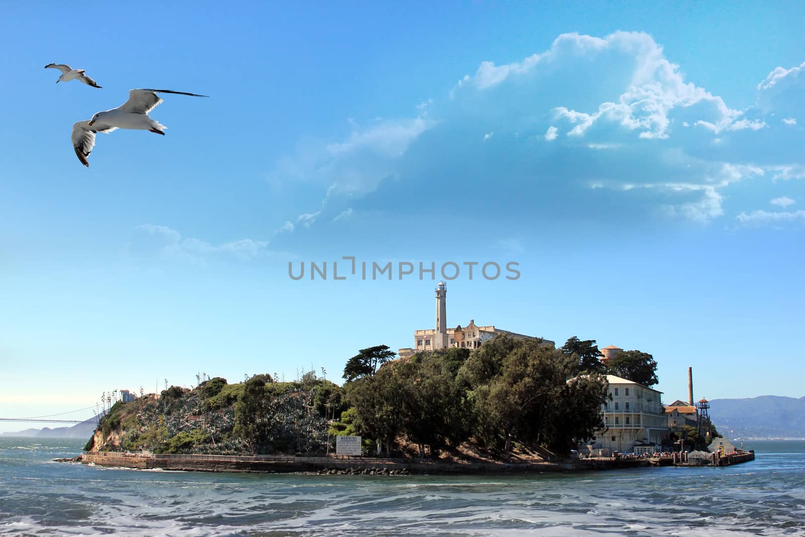 Alcatraz Island in the San Francisco Bay. Seagull flying, in motion.