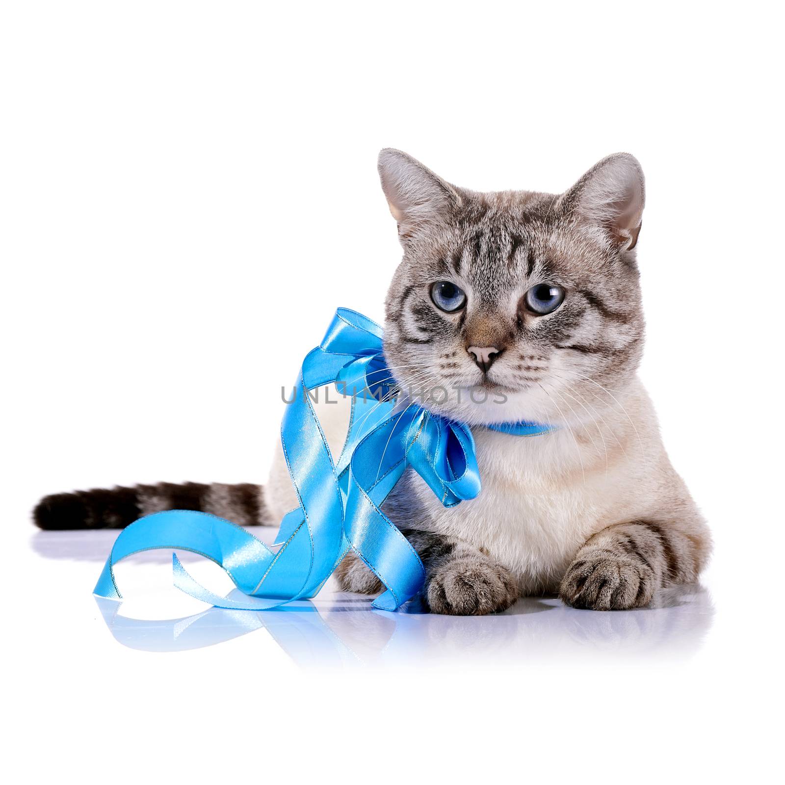 Striped blue-eyed cat with a blue tape. Cat with a bow. Portrait of a striped blue-eyed cat. Striped cat. Striped not purebred kitten. Small predator. Small cat.