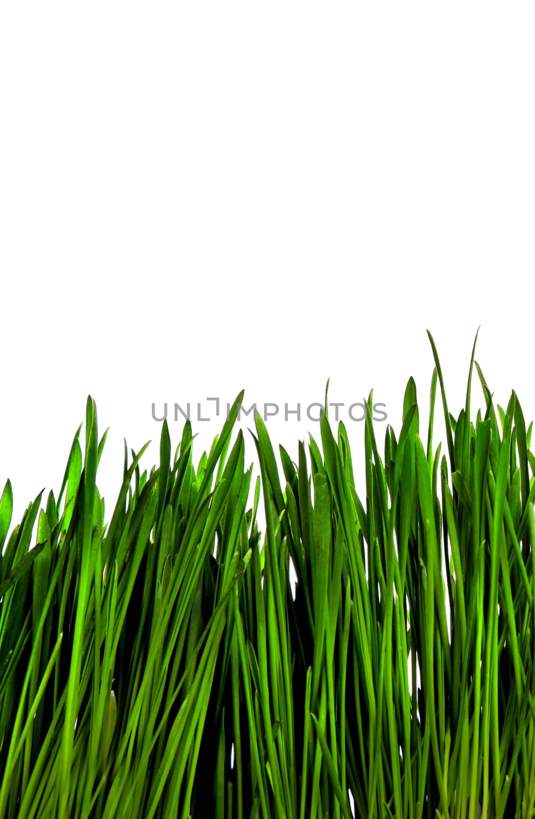 Fresh Grass Isolated on the White Background