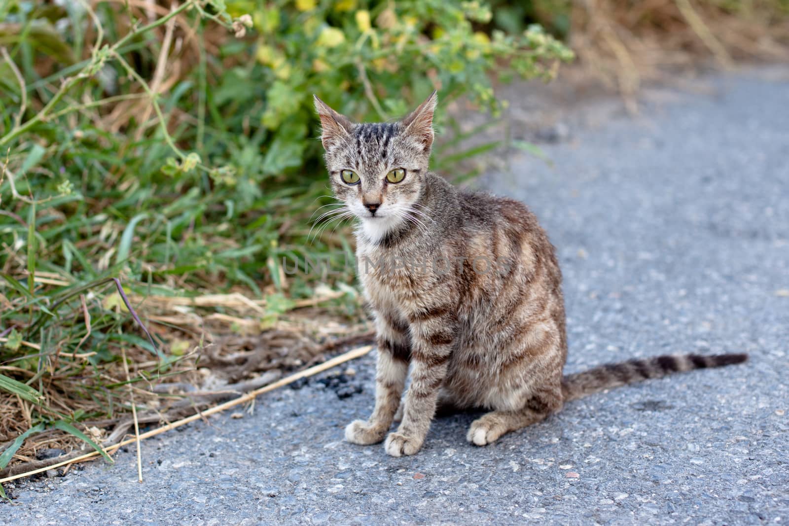 Outdoor cat by foaloce