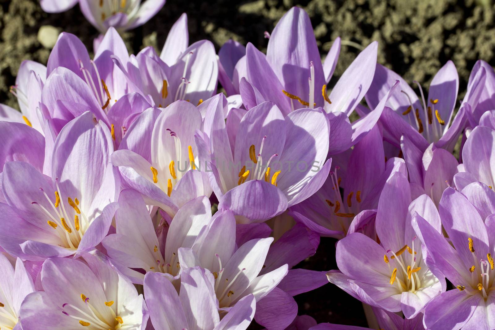 lilac group of flowers of colchicum autumnale in the garden