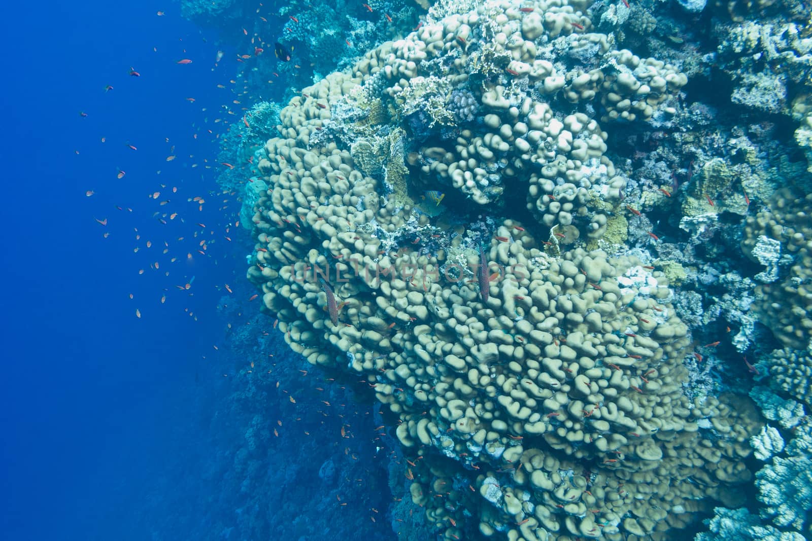 coral reef with porites corals  and exotic fishes anthias on the bottom of tropical sea on blue water background