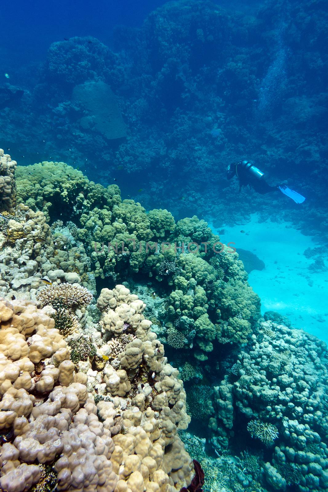 coral reef with stony corals and divers at the bottom of tropical sea on blue water background