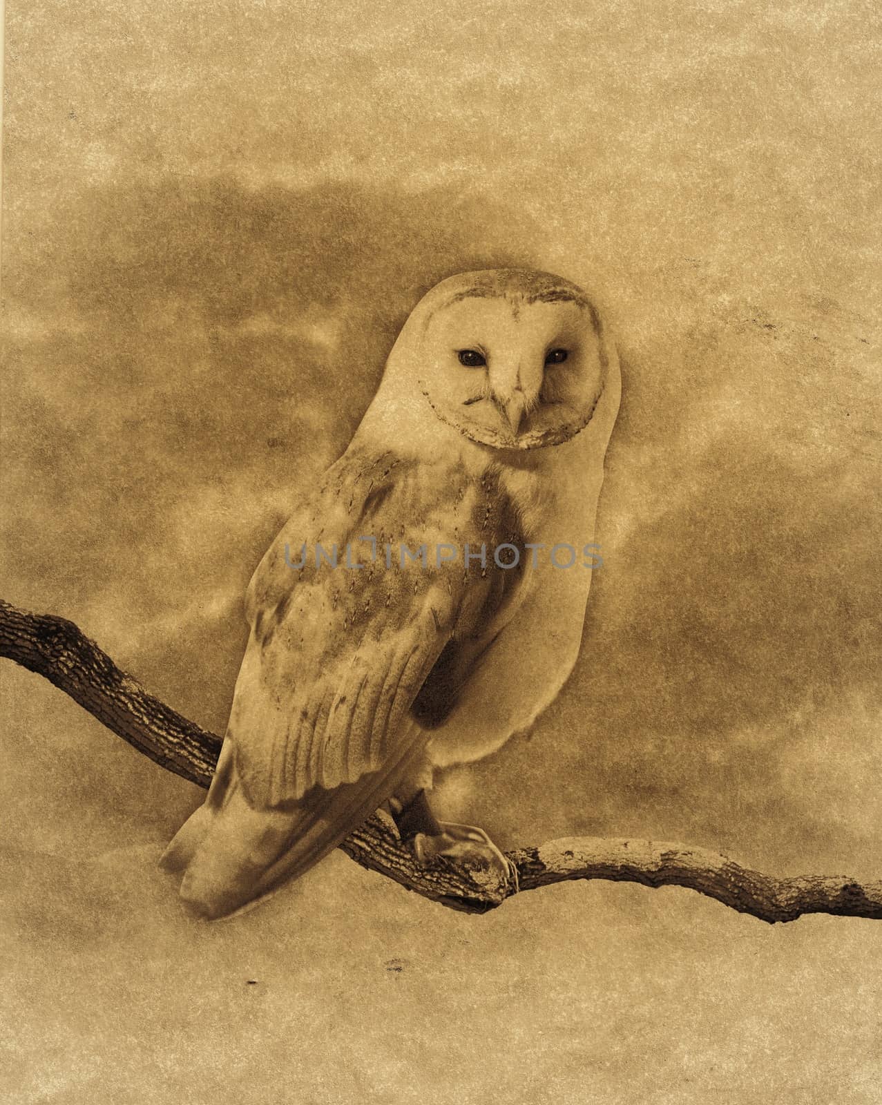 Picture of a Barn owl on a branch with background