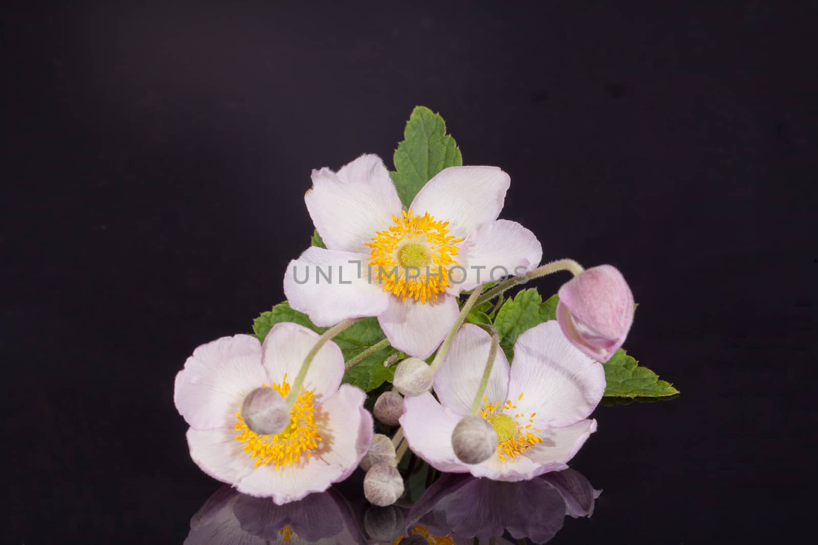flowers of violet Japanese anemone with buds on black background