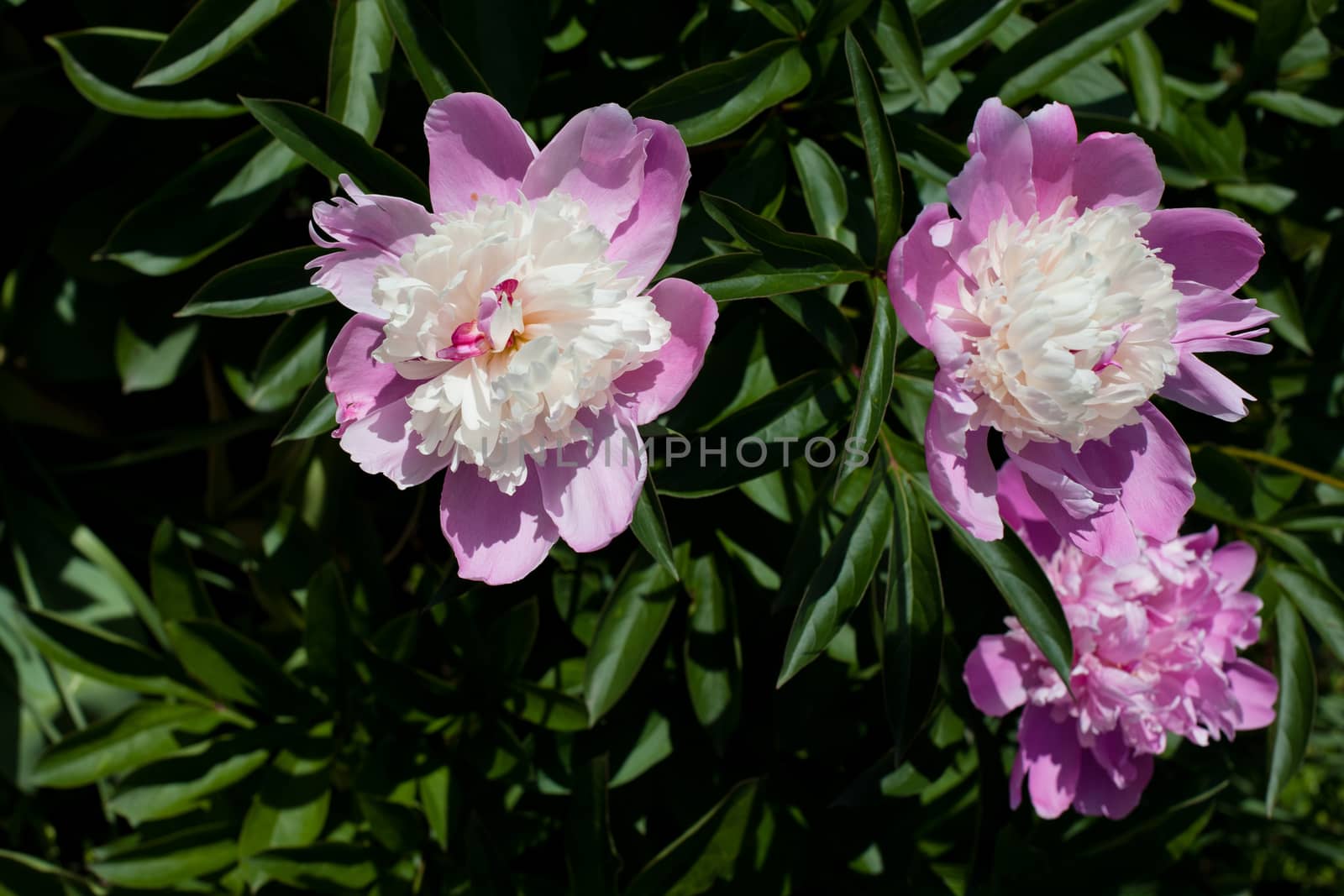 Pink peonies by foaloce