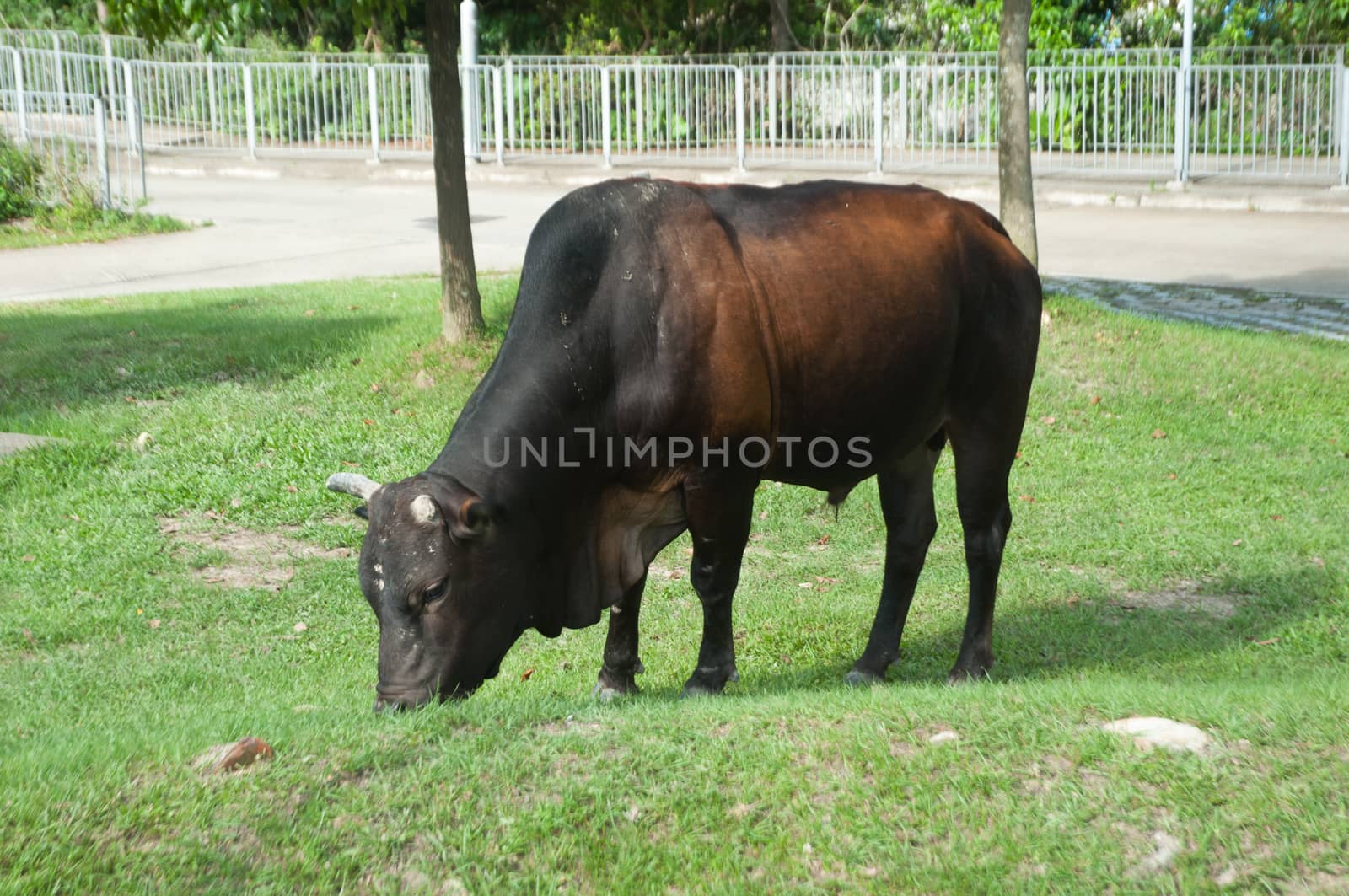 cow is eating grass on a ground