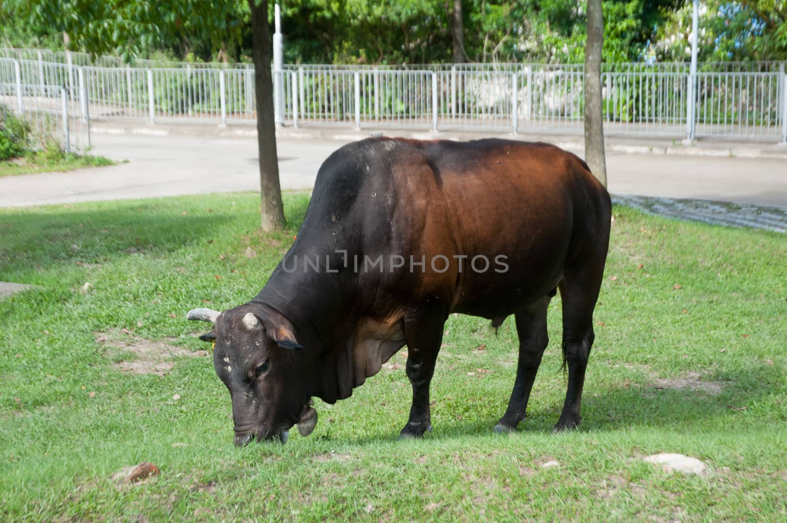 cow is eating grass on a ground