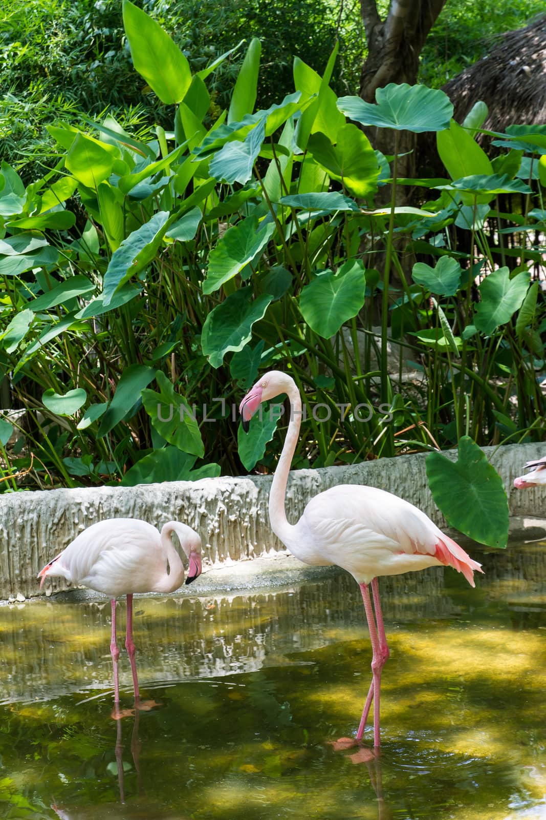 white flamingo bird by kasinv