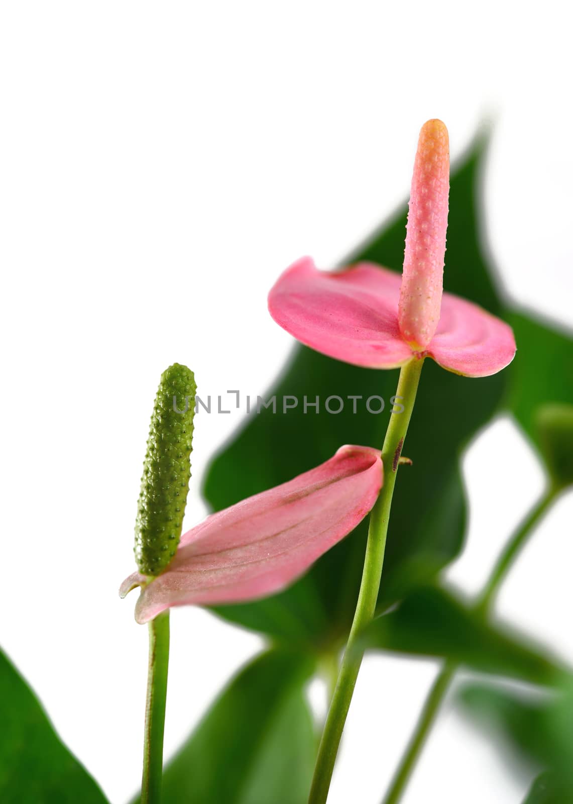 Pink Flamingo Flower