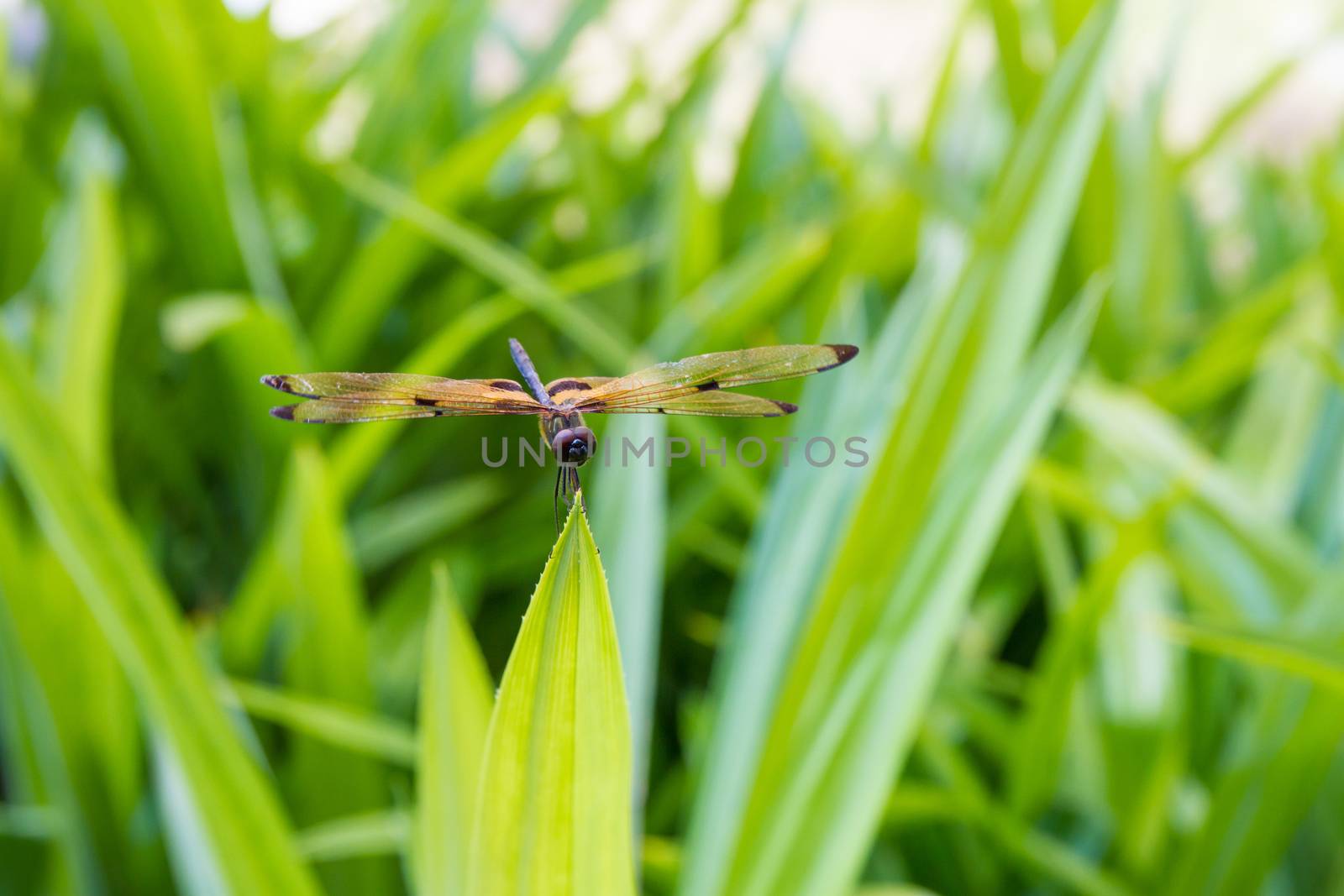 dragonfly sits on a grass on a meadow
