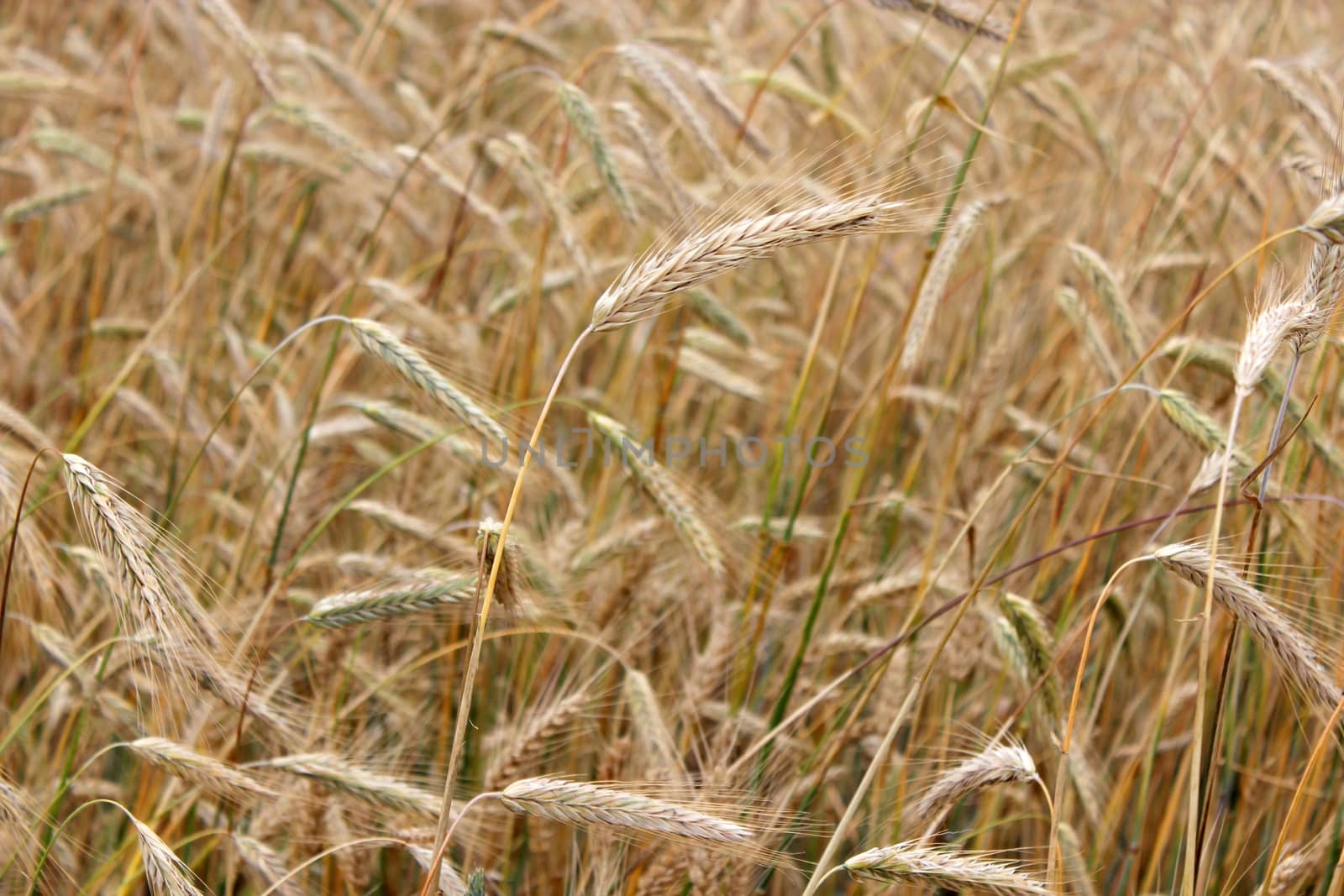 field of ripe and fluttering spikelets of wheat