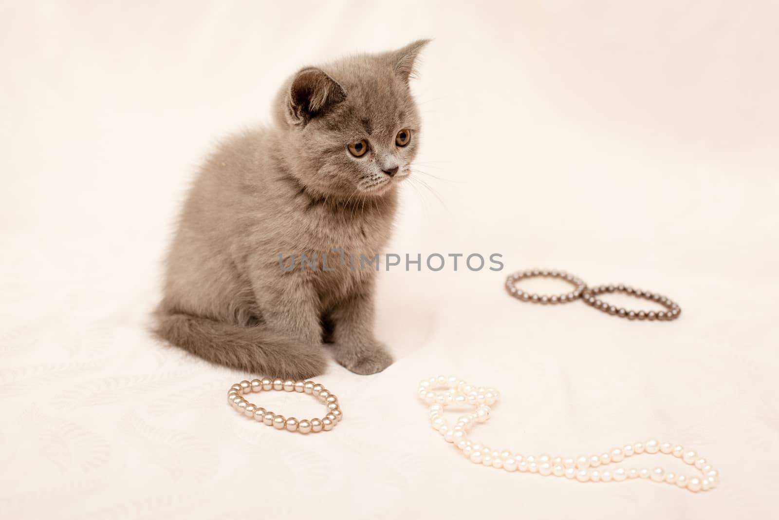 Grey kitten by foaloce