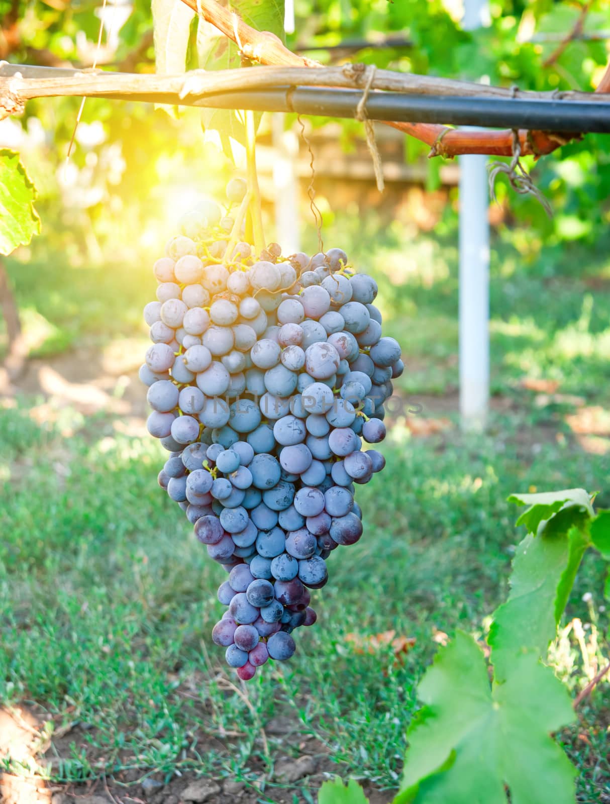 Ripening grape clusters on the vine, bright rays of the sun