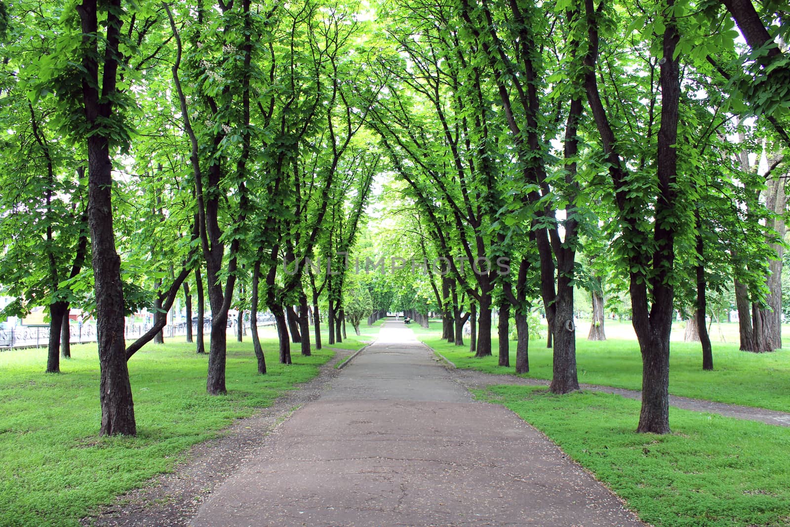 Beautiful city park with pathes and green trees