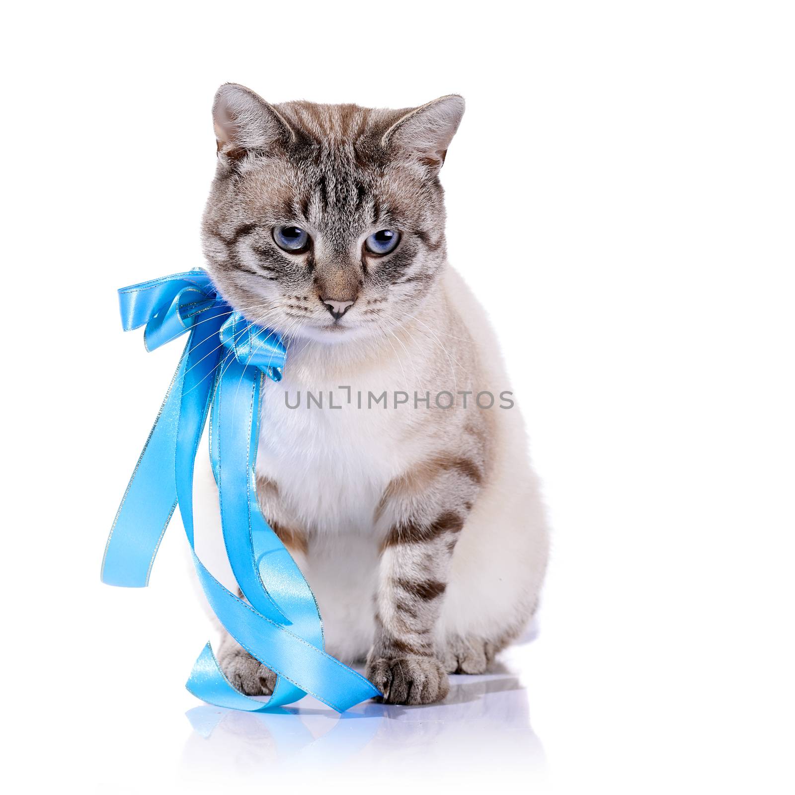 Striped cat with a blue tape. by Azaliya