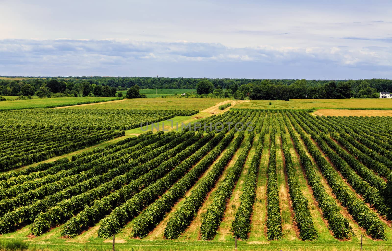Neat and symmetrical rows of grape vines expand over the country side. 