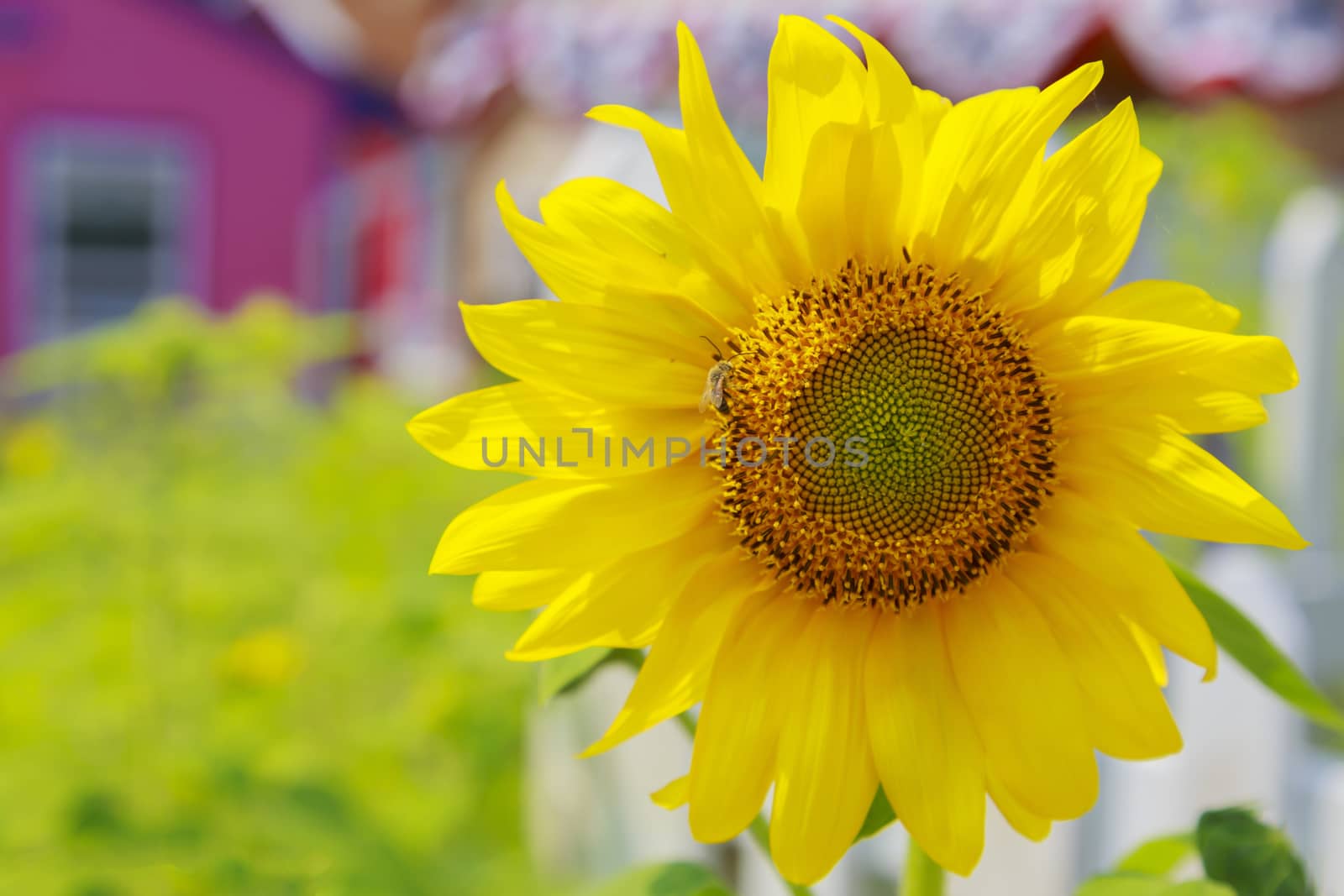 Single perfect sunflower. Bright yellow petals with a quaint country home backdrop.