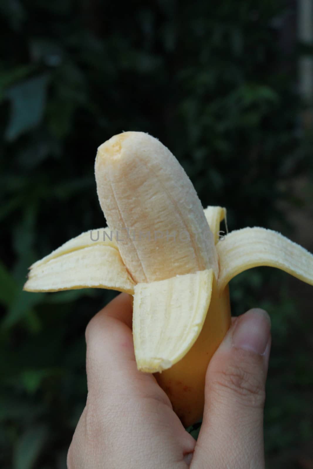 kind of banana is the name banana varieties, one of which became from Musa acuminata (Musa acuminata Colla) the small, thin crust, no seeds.
