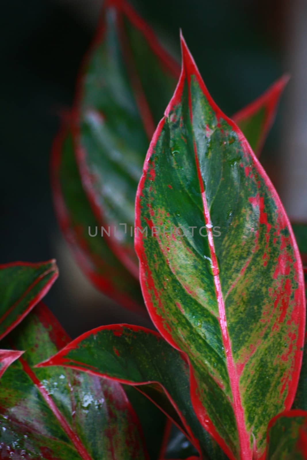 Aglaonema is a genus of decorative plants with beautiful leaves. Known as the king of ornamental is a plant with more than 1 sequence 40 type. There are currently improving creative relationship to paint the beautiful popular culture for beauty, and the sacred wood.
