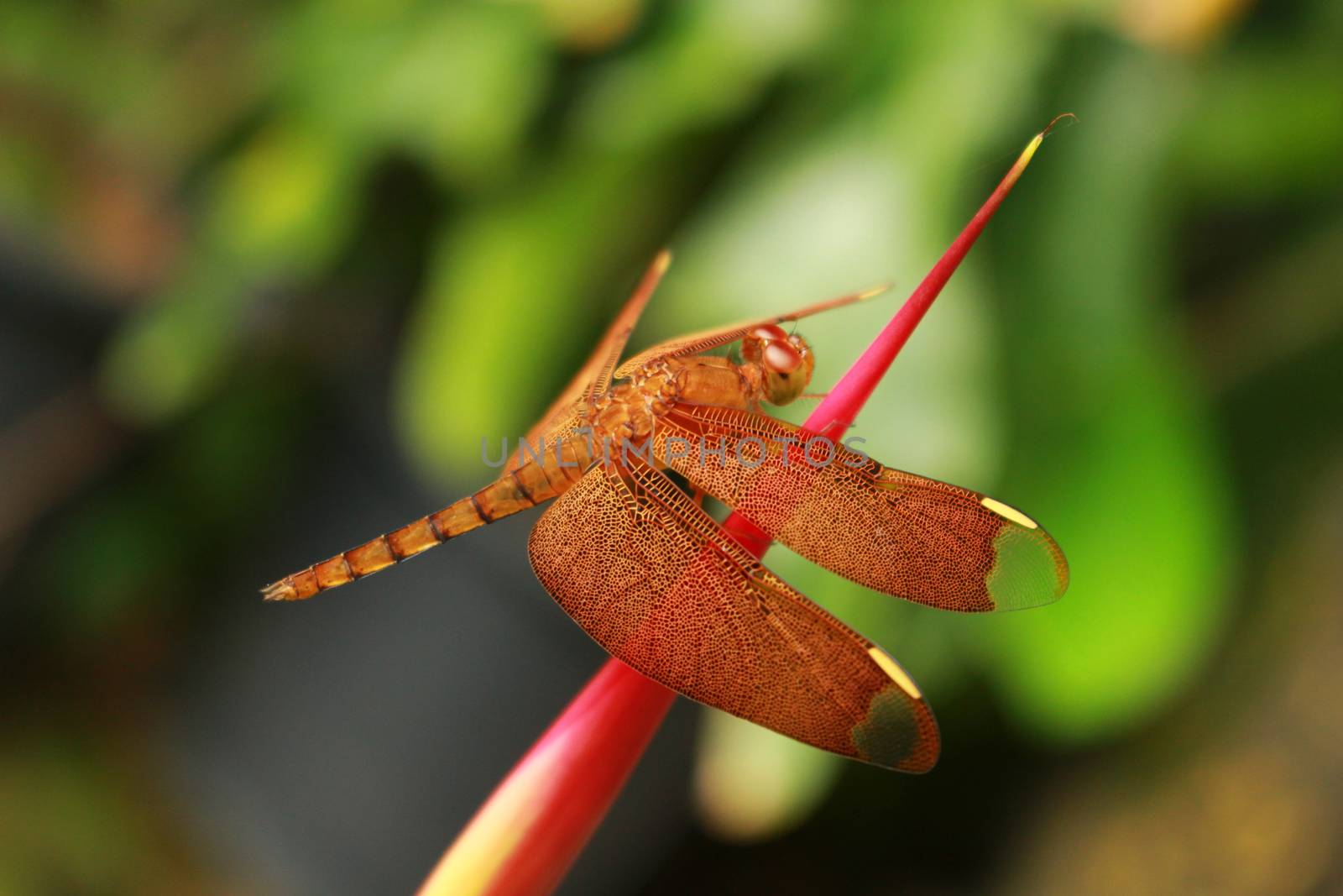 Brachythemis contaminata is a common dragonfly, usually found in public gardens in town, at the bank of the rivers, canals, ponds. It is a crepuscular species, which flies rapidly during the dawn and the dusk times.