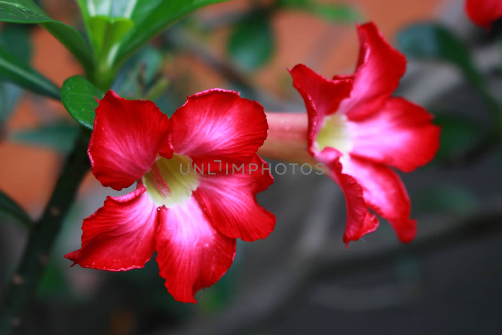 Desert Rose is the plant with colorful flowers. Wood is easy to grow More resistant to drought It has been referred to as Desert Rose.