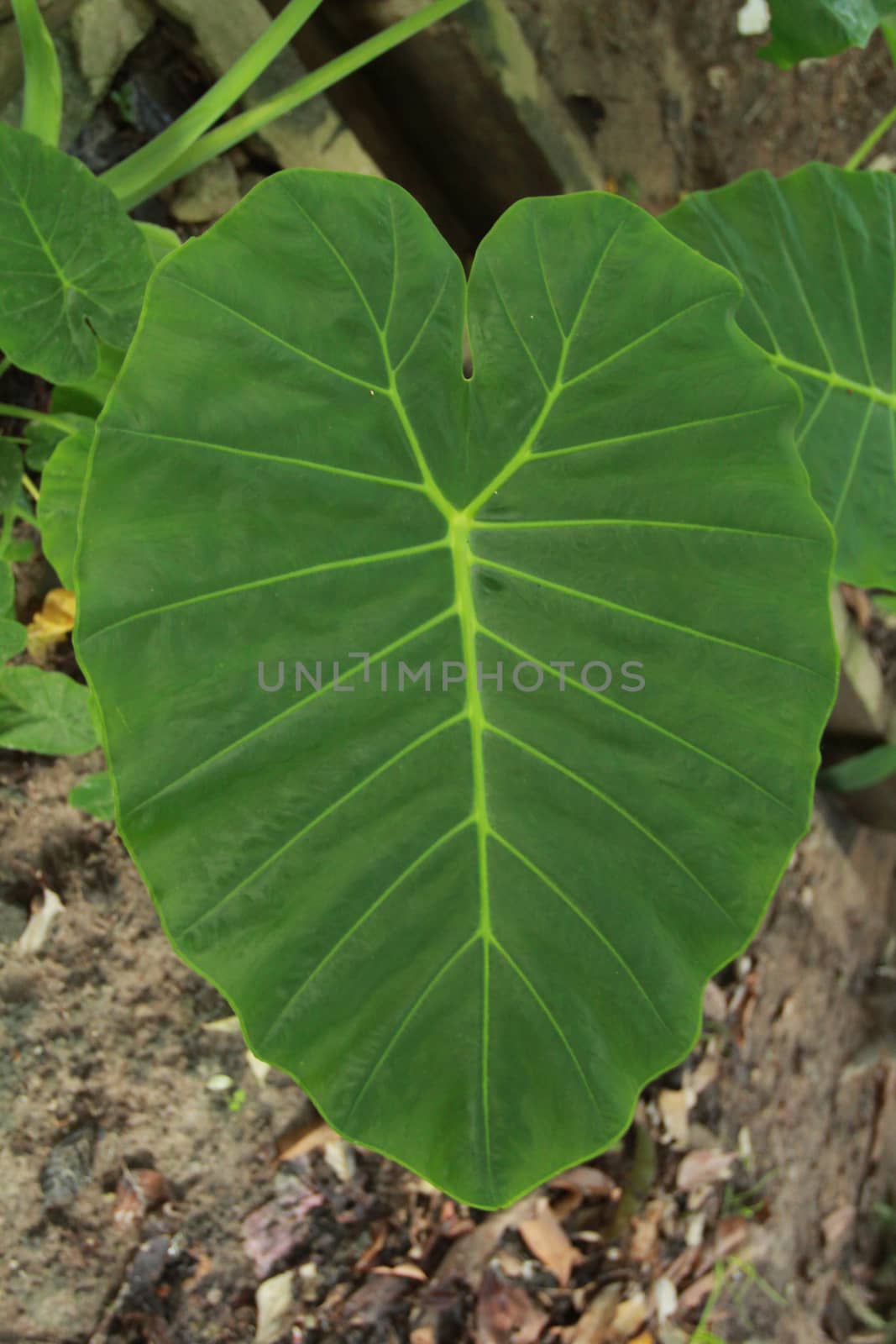 Taro have science name is Colocasia esculenta Schott. Tree falling, there was in the age of underground stems for several years. Several groups are lined up along the Nile River, about 70 high-120 cm underground stems include sub headings and around larger head.