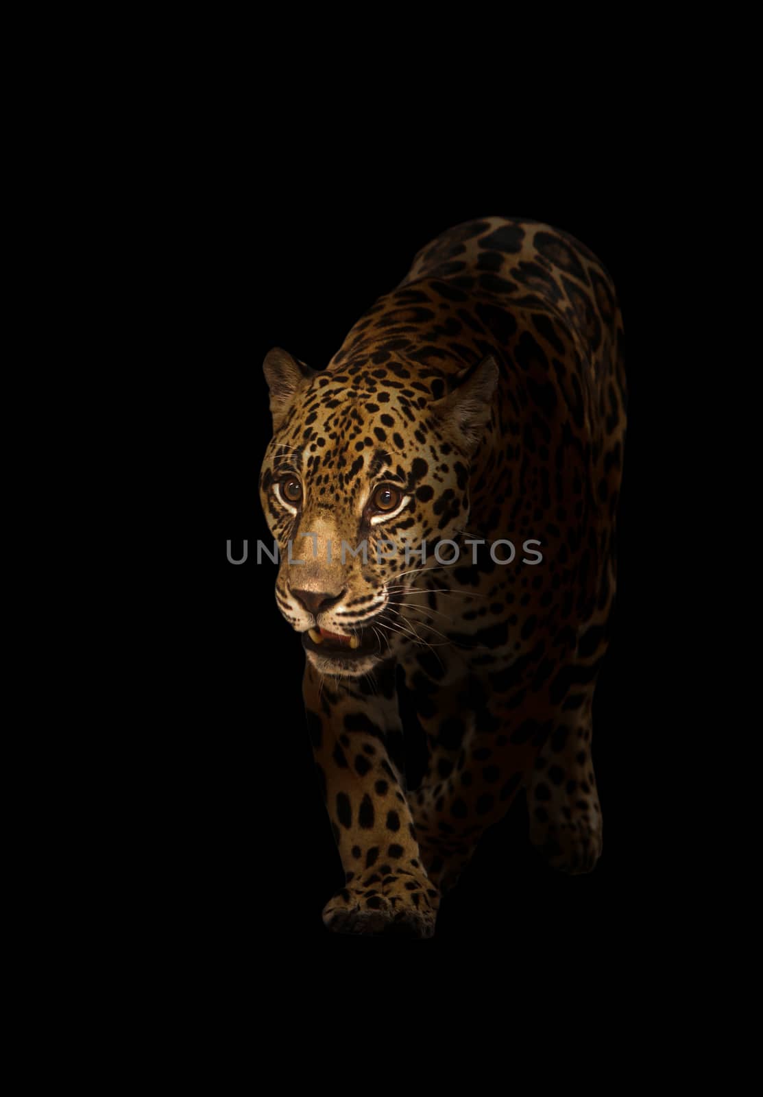 jaguar ( panthera onca ) in the dark by anankkml