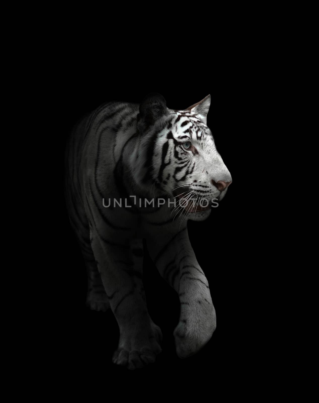 white bengal tiger isolated by anankkml