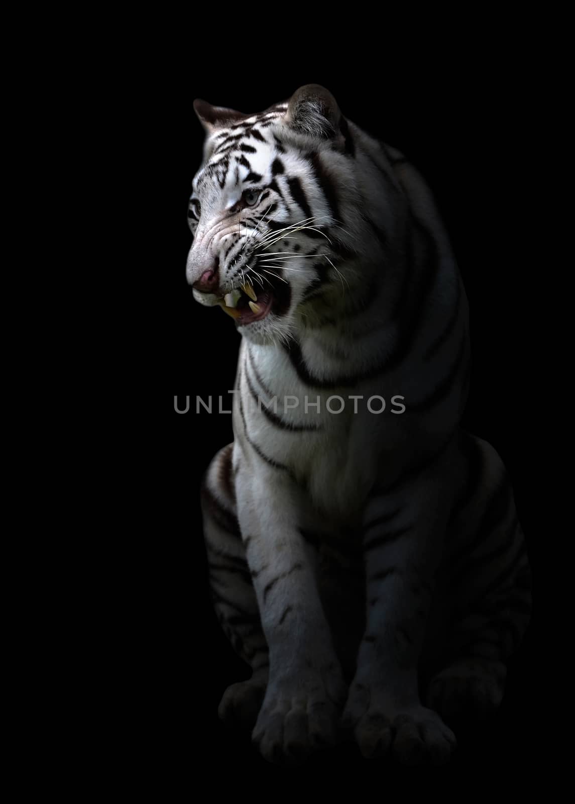 white bengal tiger in the dark night