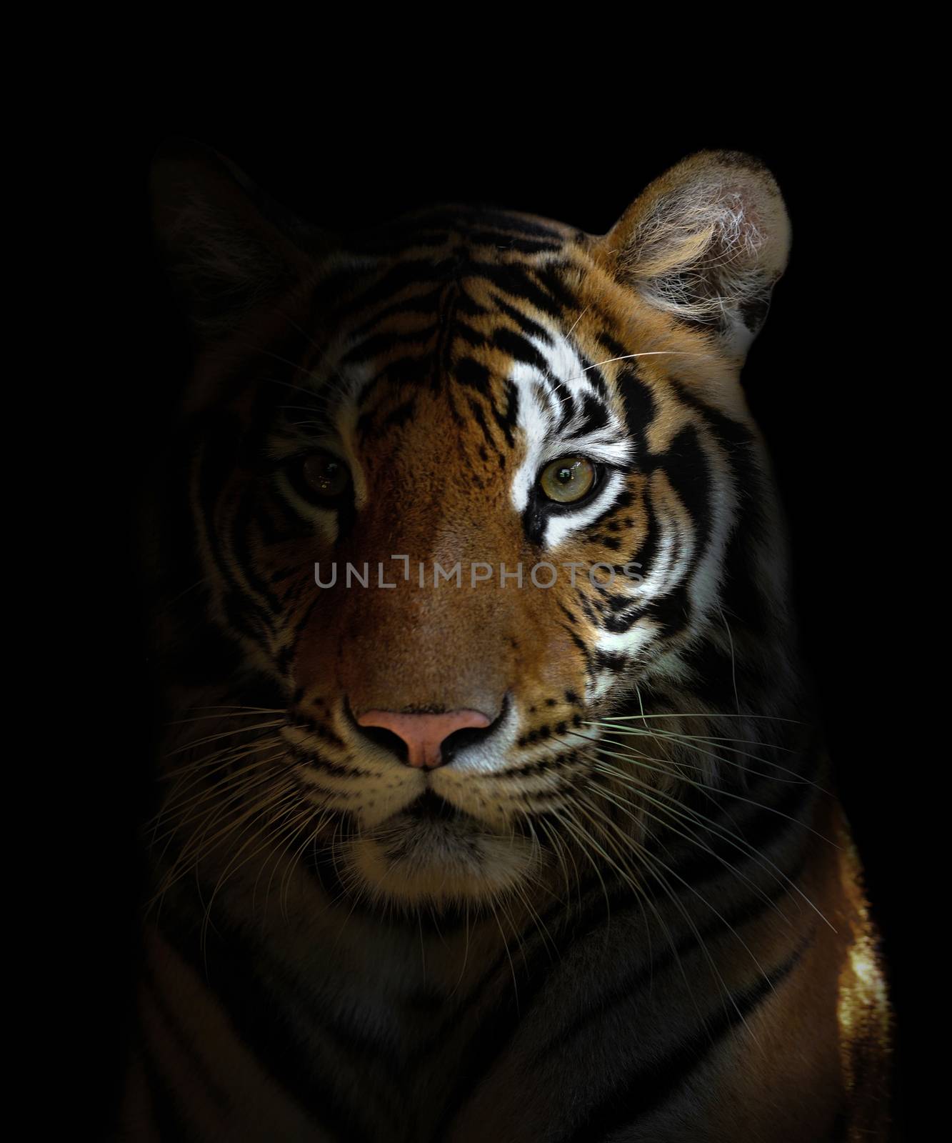 bengal tiger head by anankkml