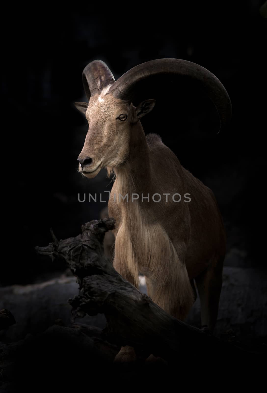 male Barbary sheep (Ammotragus lervia) in the dark