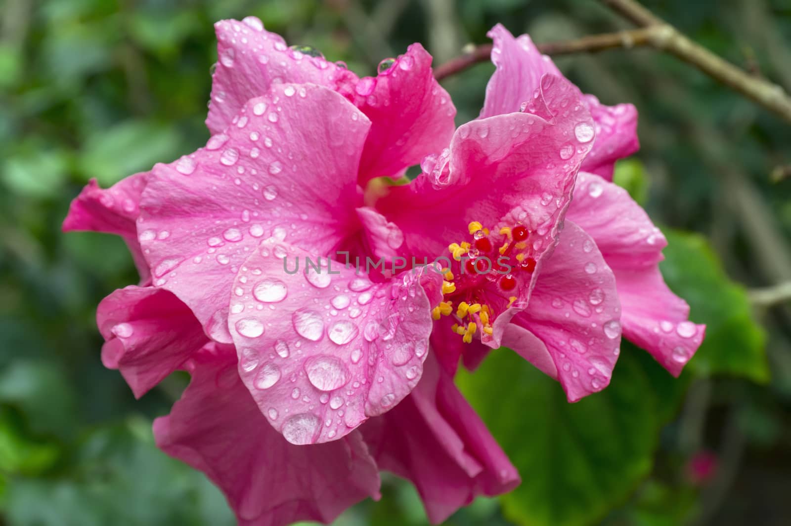 Pink Hibiscus Flower in Cat Ba National Park. Ha Long Bay, Vietnam