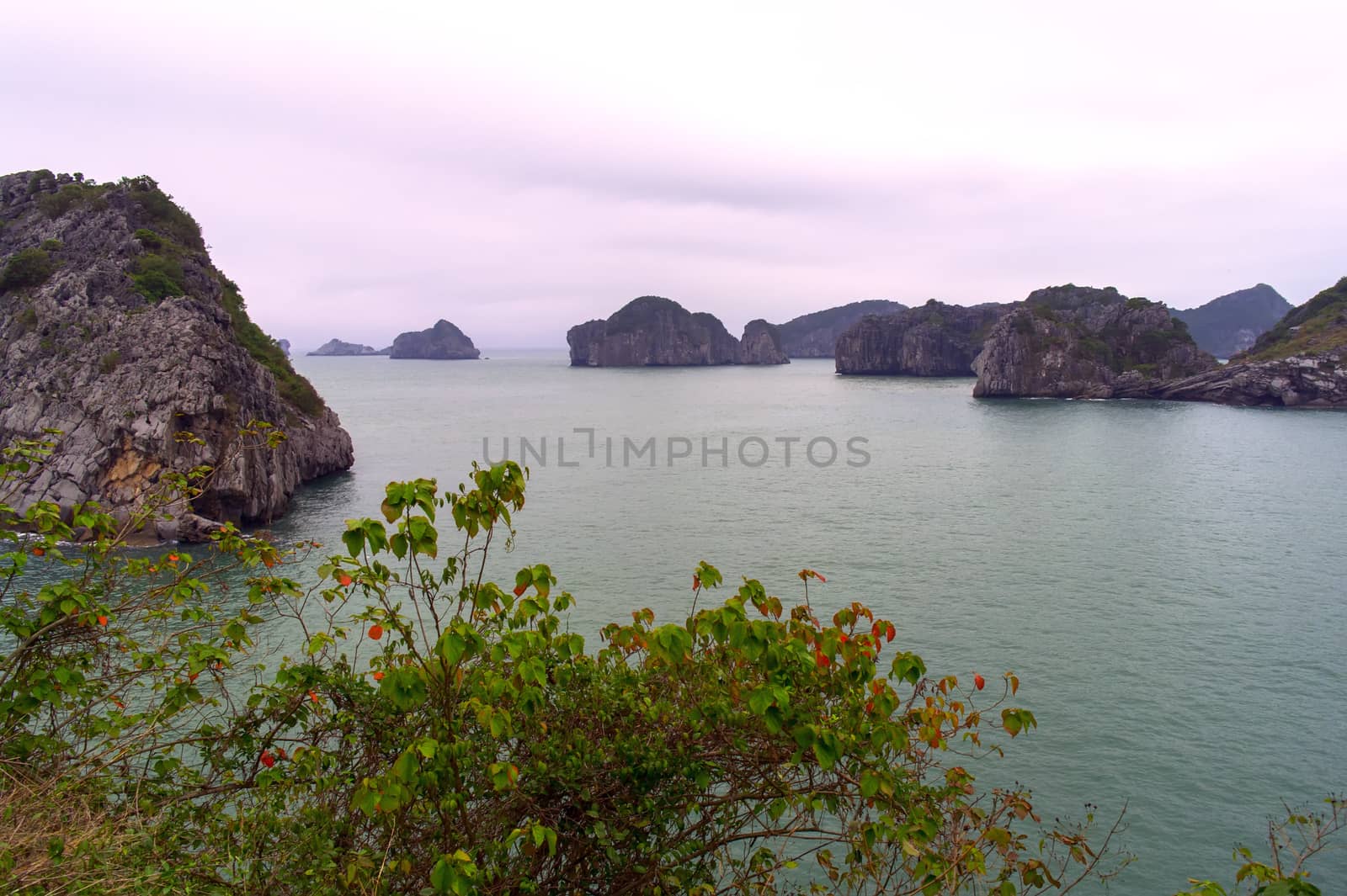 Morning, Bush, Rocks in Ha Long Bay, Vietnam.