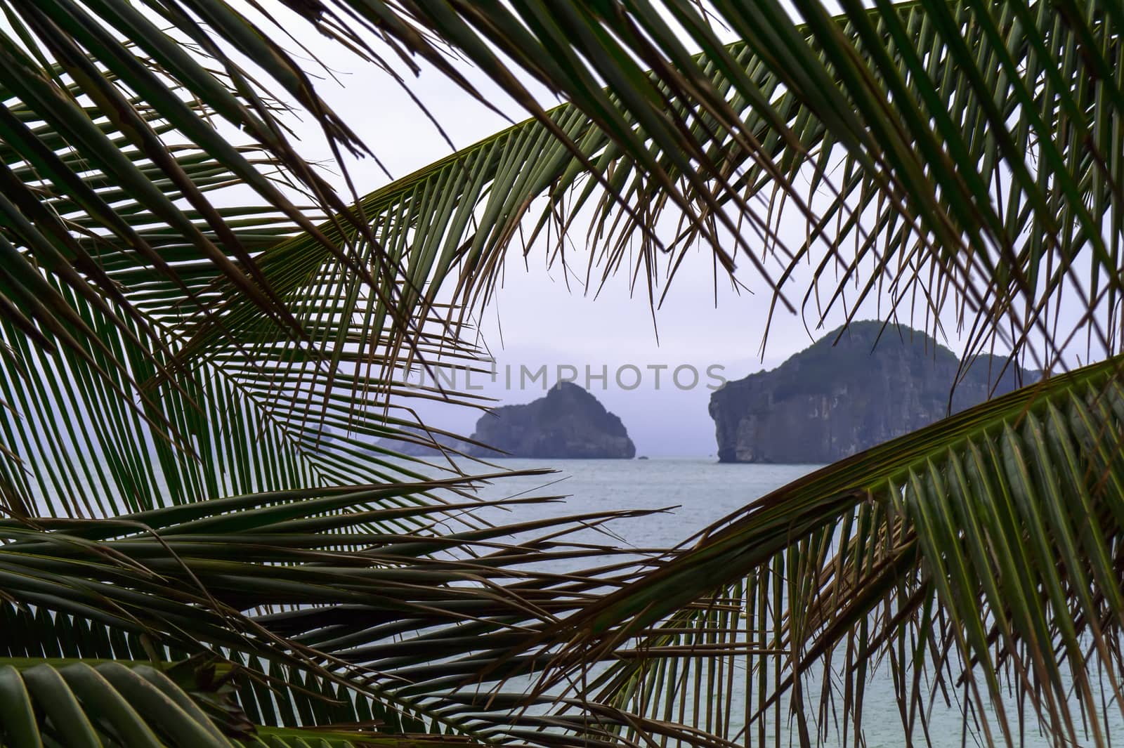 View Through The Palm Branches in Ha Long Bay, Vietnam.