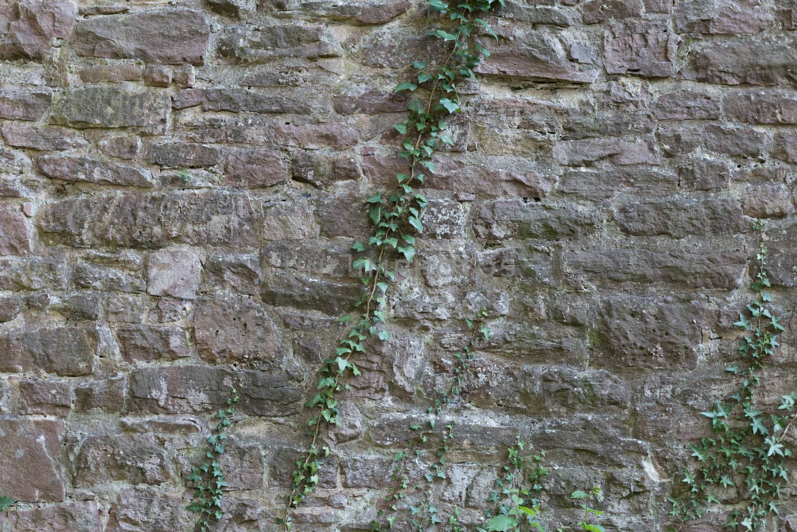 Background - Old Stone Wall with Ivy by MarkDw