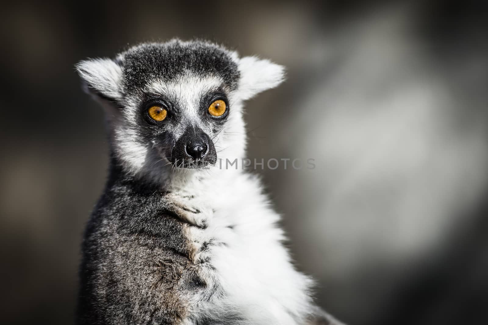 The ring-tailed lemur (Lemur Catta) is a large Strepsirrhine primate and the most recognized lemur due to its long, black and white ringed tail. It belongs to Lemuridae, one of five lemur families, and is the only member of the Lemur genus. 

Like all lemurs it is endemic to the island of Madagascar. Known locally in Malagasy. It inhabits gallery forests to spiny scrub in the southern regions of the island. It is omnivorous and the most terrestrial of lemurs. The animal is diurnal, being active exclusively in daylight hours.

Photographed using Nikon-D800E (36 megapixels) DSLR with AF-S NIKKOR 70-200 mm f/2.8G ED VR II lens at focal length 200 mm, ISO 100, and exposure 1/1600 sec at f/2.8.