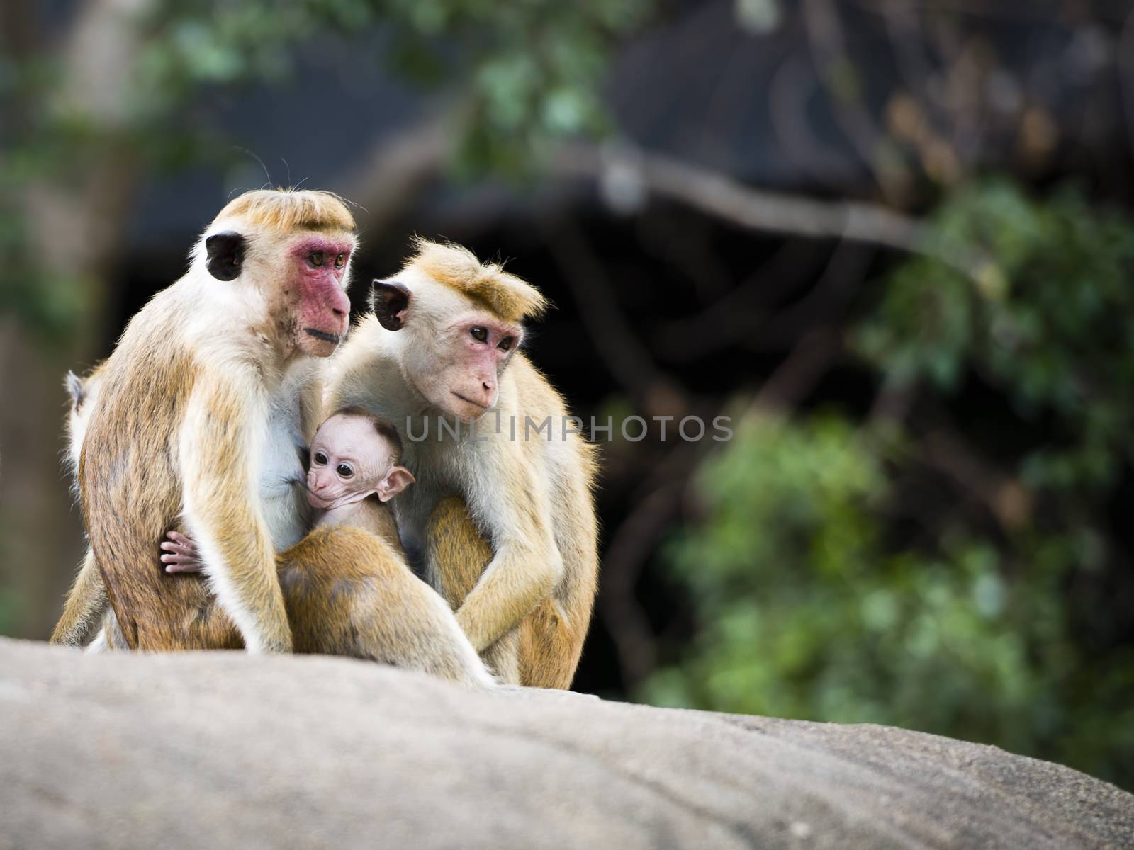 Family of red-faced Macaque monkeys in the forest by MohanaAntonMeryl